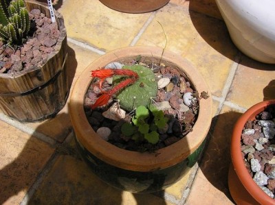 normal_catus%20retall.JPG