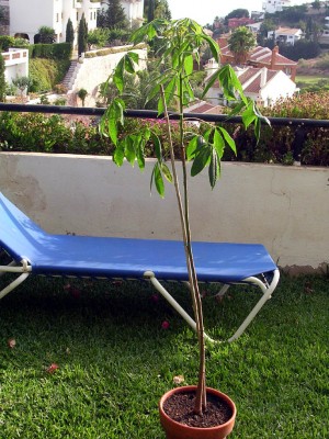 normal_Ceiba%20de%20a%F1o%20y%20medio.jpg