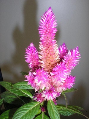 normal_Celosia1.JPG