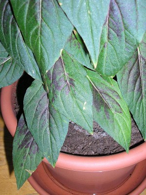 normal_Celosia4.JPG