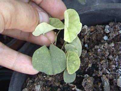 normal_Cercis.jpg