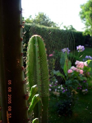 normal_cereus.jpg