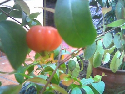 normal_cereza%20raro%20006.JPG