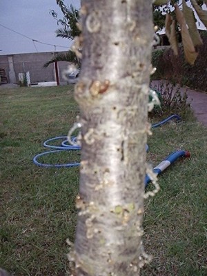 normal_cerezo%20002.jpg