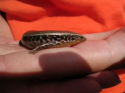 normal_Chalcides%20sexlineatus.jpg