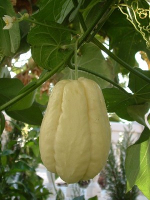 normal_Chayote%20octubre.jpg