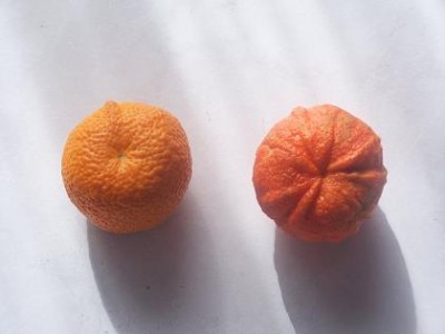 normal_chinotto%20y%20canaliculata.JPG