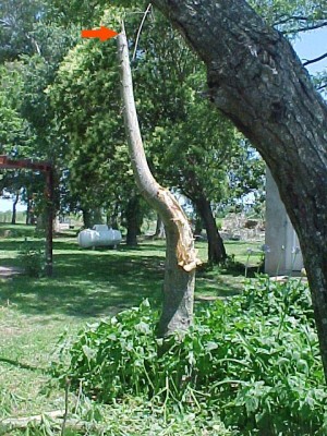 normal_Chorisia%20quebrada.jpg