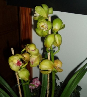 normal_cimbidium.JPG