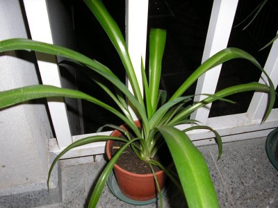 normal_Cinta_verde1.JPG