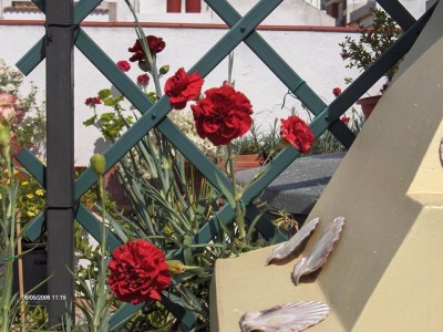 normal_claveles%20005.jpg
