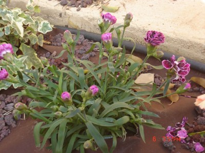 normal_claveles%20rosas.jpg