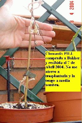 normal_Clemantis%20PILU%20Bakker%20rebuda%207%2004%2004%20aspecte%20extrany.jpg