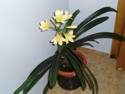 normal_CLIVIA%20CREMA%201.JPG