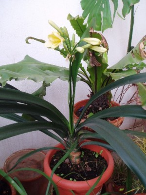 normal_CLIVIA%20CREMA.jpg