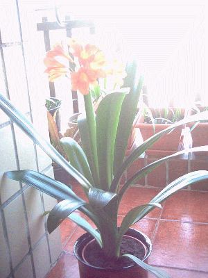 normal_clivia%7E0.JPG