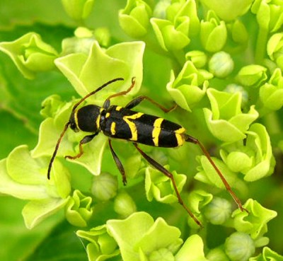 normal_clytus%20arietis%20p.jpg