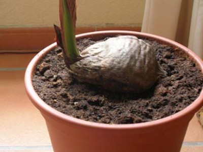 normal_Coco%205.05.jpg