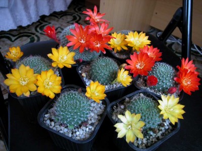 normal_coloresrebutia2.jpg