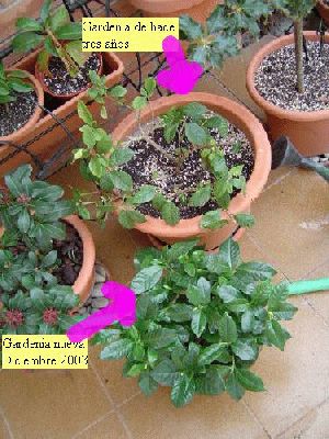 normal_COMPARACI%D3%20GARDENIA%20VIEJA%20Y%20LA%20NUEVA%20%20foto%20Des%2003.jpg