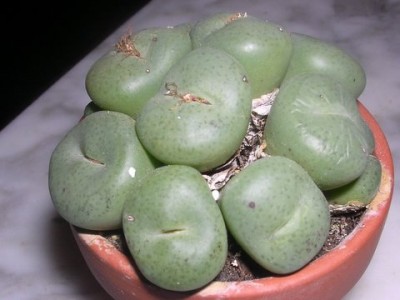 normal_Conophytum%20sp..bmp%202.jpg
