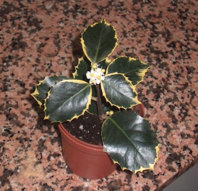 normal_Copia%20de%20HPIM1123.JPG