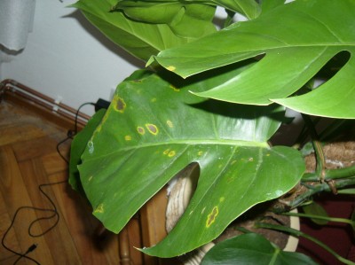 normal_costilla1a.jpg