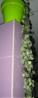 normal_crasa%20colgante2.jpg