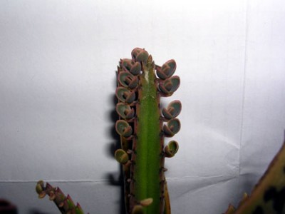 normal_crasa02.jpg