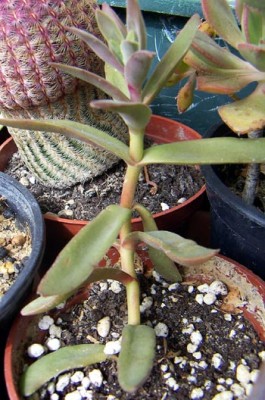 normal_Crassula%20heterotricha%20Lourdes.jpg