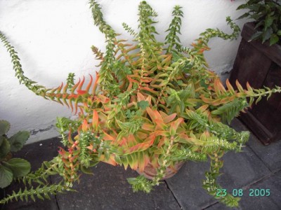 normal_Crassula.jpg