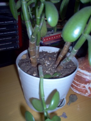normal_crassula1%7E0.JPG
