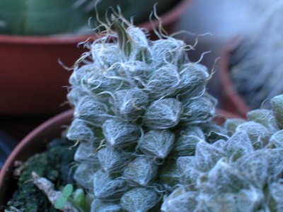 normal_crassula1.jpg