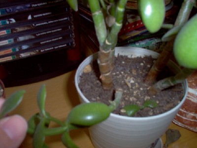 normal_crassula2.JPG