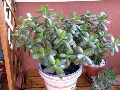 normal_CrassulaOvata.jpg