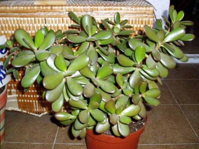 normal_CrassulaOvata_pq.jpg