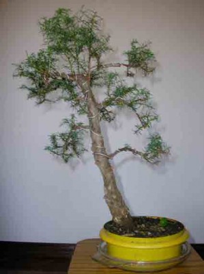 normal_Criptomeria%20japonica_Septembro04%28II%29.jpg