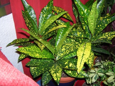 normal_Croton7.jpg