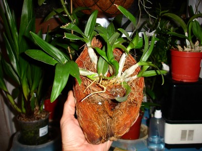 normal_cultivo%20en%20piel%20de%20coco002.JPG