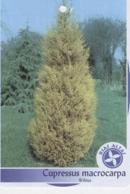 normal_cupressus%7E0.jpg