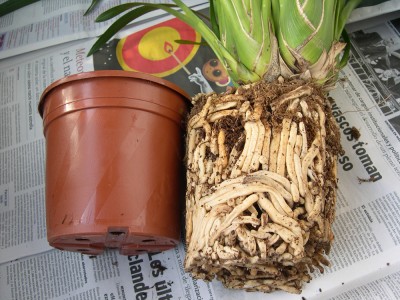 normal_cym-raices.jpg