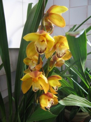 normal_cymbidium%202%20flores%2001.JPG