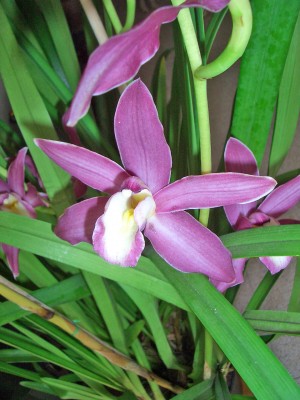 normal_cymbidium.jpg