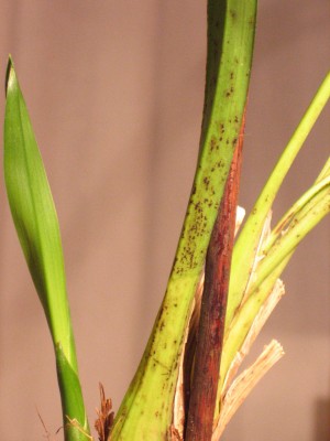 normal_cymbidium-manchas-04.JPG