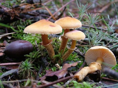 normal_Cystoderma%20amianthinum.jpg