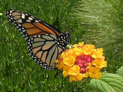 normal_Danaus%20plexippus%20%28Mariposa%20monarca%29%201.jpg