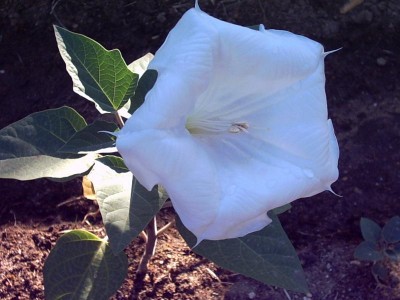 normal_datura%7E0.JPG