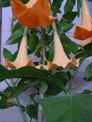 normal_datura.JPG