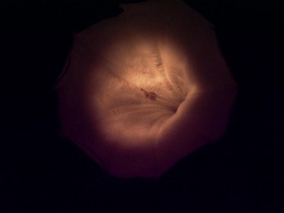 normal_datura1%7E0.JPG
