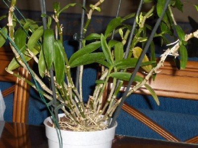 normal_dendodrium%20004.jpg